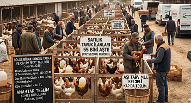 Tavuk ve yarka fiyatları! Bölge Bölge Güncel Tavuk ve Yarka İlanları Fiyat Tablosu