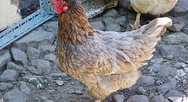 Tavuklar nasıl? 10 Soru ve Cevapla Kümes Yönetimi