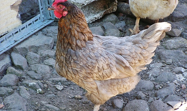 Tavuklar nasıl? 10 Soru ve Cevapla Kümes Yönetimi