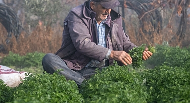 Toprak Verimliliğini Zirveye Taşıyın: Çift Örtü Bitkisi Sistemi