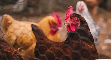 Yumurtada D Vitaminini Artıran Keşif: Tavuklara Siyah Işık Tedavisi