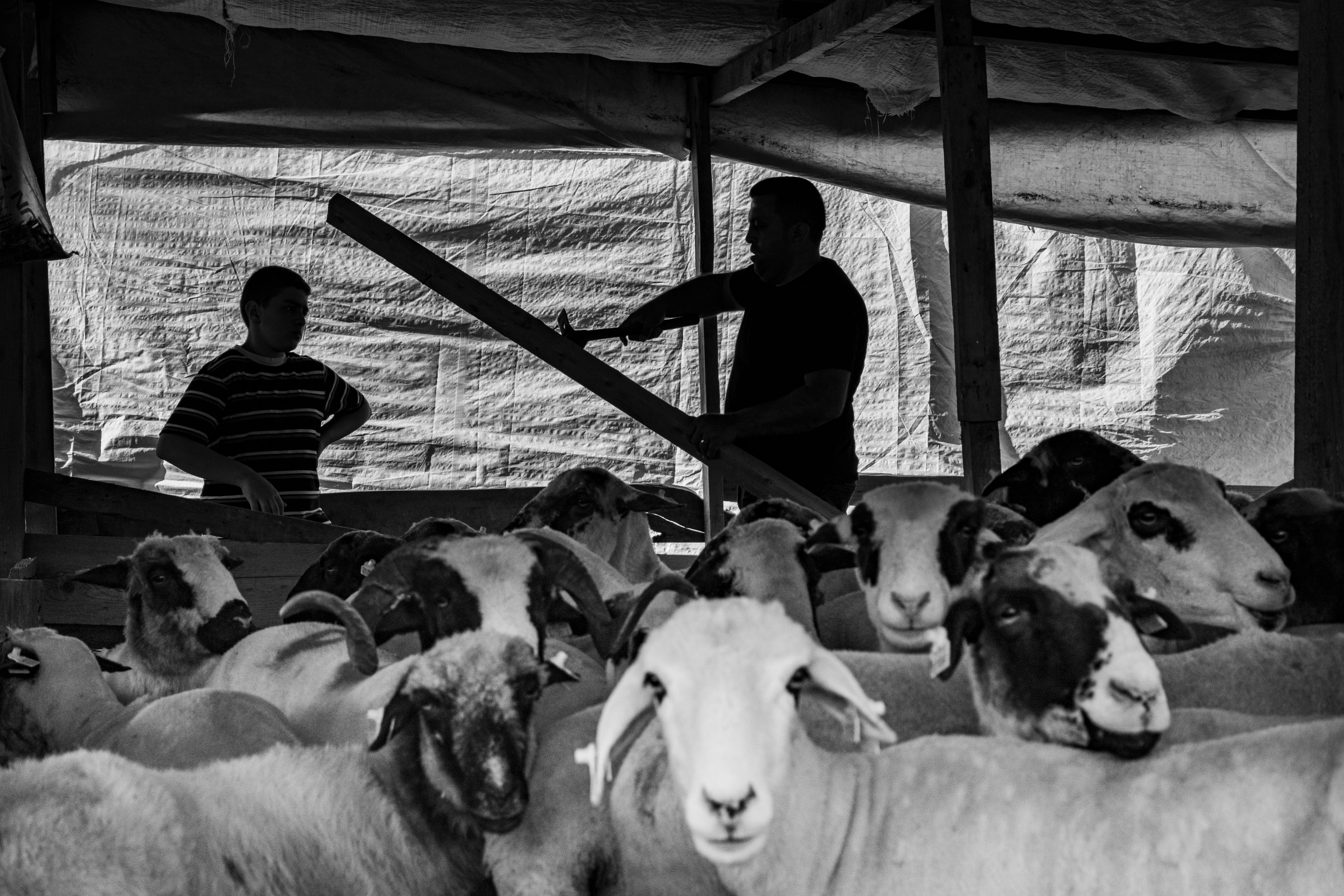 Borsa Piyasasında Canlı Hayvan Fiyatları Belli Oldu! Dana, Düve, Koyun ve Et Piyasasında Son Durum