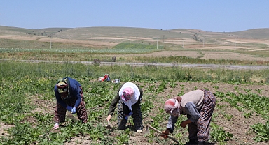 Çiftçiler dikkat! Sabırsızlıkla beklenen Paralar İBAN'lara yatıyor