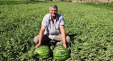 Denizli Acıpayam'da Sezonun İlk Karpuz Hasadı Yapıldı mı, Karpuzun Tarla Fiyatı Kaç TL Oldu?