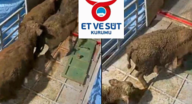 Et ve Süt Kurumu Soruşturuluyor mu, İthal Besilik Danalarda Gübre Skandalı Nedir?