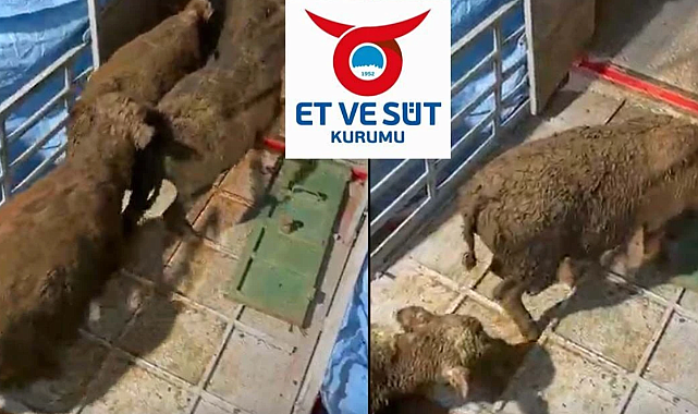 Et ve Süt Kurumu Soruşturuluyor mu, İthal Besilik Danalarda Gübre Skandalı Nedir?