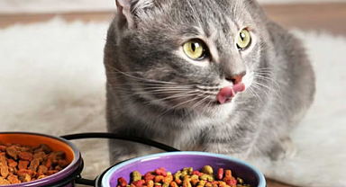 Kedi Maması Fiyatları Ne Kadar, En Uygun Kuru ve Yaş Kedi Mamaları Hangileridir?