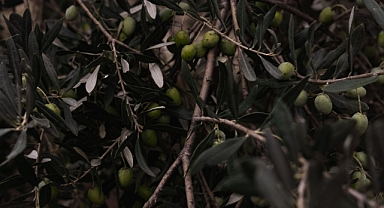 Ölümsüz Ağacın Sıvı Altını: Zeytin Üretimi, Tarihi ve Pazar Dinamikleri