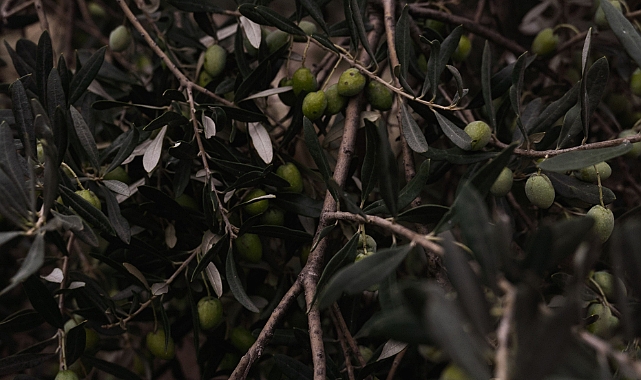 Ölümsüz Ağacın Sıvı Altını: Zeytin Üretimi, Tarihi ve Pazar Dinamikleri