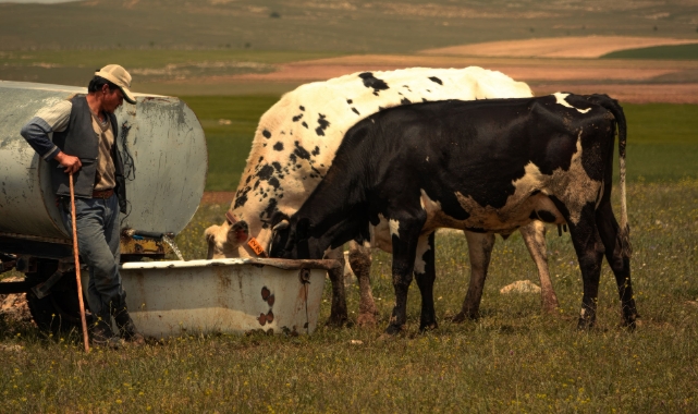 Saman ve balya fiyatlarına tarladan alternatif! Yabani otlar sığır beslemesinde yem olarak nasıl kullanılır?